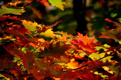 Free Images Nature Forest Branch Sunlight Flower Golden Red