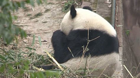 Giant Panda Zoo Awards 2013 Reaction Mei Lan Youtube