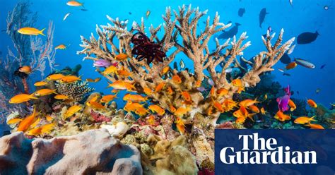 Great Barrier Reef Faces Dire Threat With 2c Global Warming Un Report