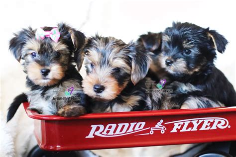 Yorkshire terrier puppies for sale in california (ca), usa. Gemstone Yorkies Blog - GEMSTONE YORKIES* BOUTIQUE*EXOTIC ...