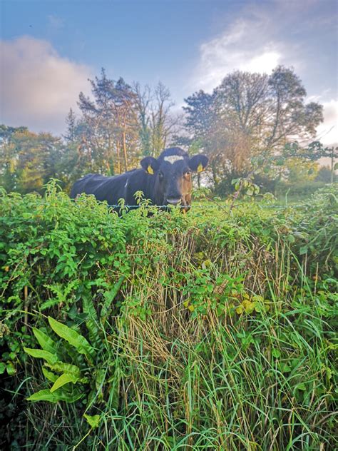 Two years ago the running talent annamária horváthová won a local run against much taller competitors only on ballerinas, yesterday she won the east slovak championship in 1500m. A cow i saw whilst walking, Ireland. : europe