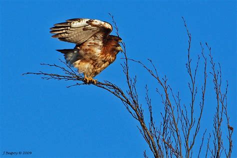 Chicken Hawk © All Rights Reserved Red Tailed Hawk Taken I Flickr