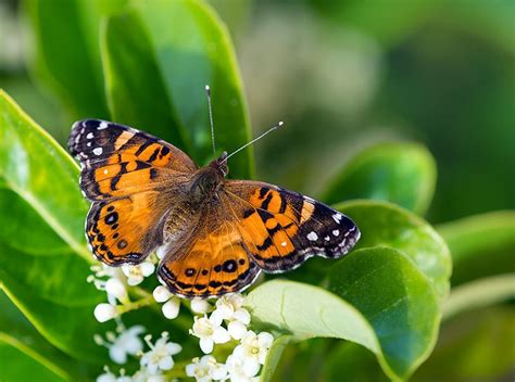 12 Most Common Types Of Butterflies In New York With Pictures Grea