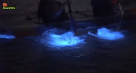 Clear Kayak Bioluminescence Cocoa Beach 2022