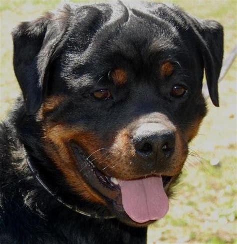 Rottweiler Puppies Rescue Mn : Rottweiler Puppies For Sale | Faribault, MN #292908 / Khan came