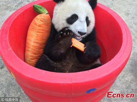 Snaps Of Cute Panda Eating Carrots Goes Viral13