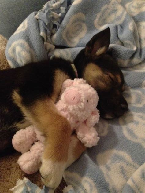 16 Hilarious Photos That Prove German Shepherds Can Sleep Absolutely