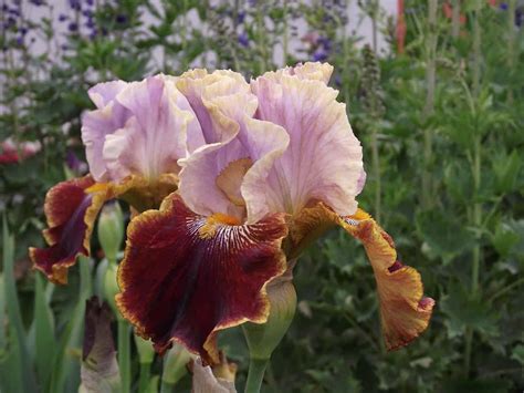 Lazy Gardeners Guide To Growing Bearded Irises Planting 101