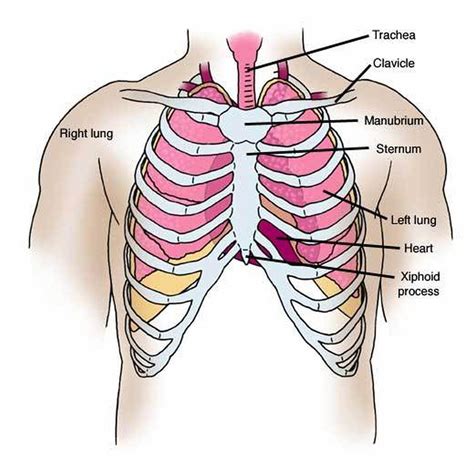 The chest anatomy includes the pectoralis major, pectoralis minor and the serratus anterior. Pictures Of Chest