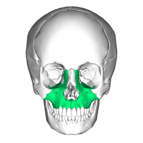 Maxilla Structure And Function Storymd