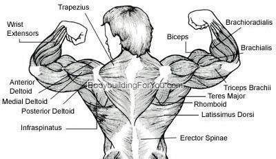 Muscles and ligaments work together to support the spine, hold it upright, and control movement during rest and activity. back muscle diagram chart