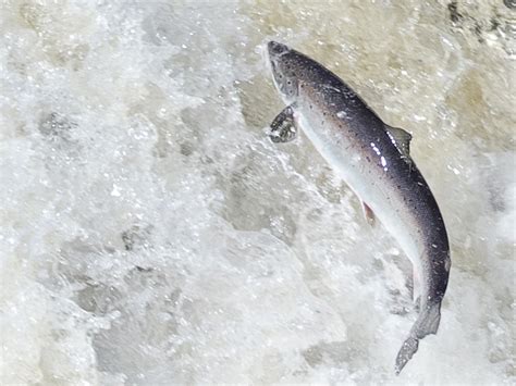 Atlantic Salmon Federation To Host 24th Annual Fundraising Dinner In