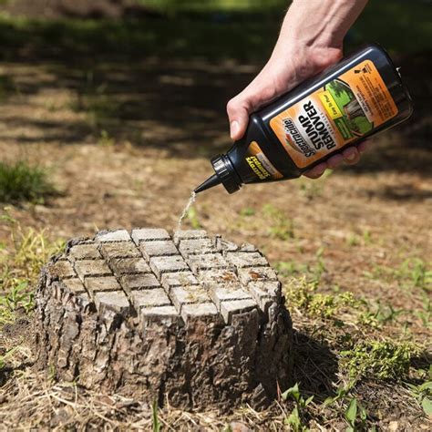 How To Remove A Tree Stump The Different Ways Explained Imagup