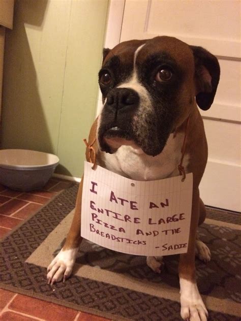Shame Boxer Dogs Funny Cute Boxer Puppies Dog Shaming