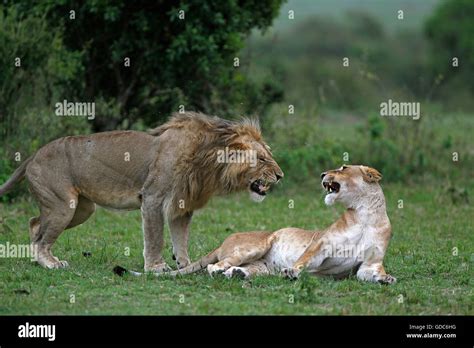 African Lion Panthera Leo Pair Mating Masai Mara Park In Kenya Stock