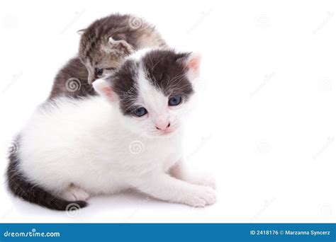 Two Kittens Stock Photo Image Of Mammal Curious Felines 2418176