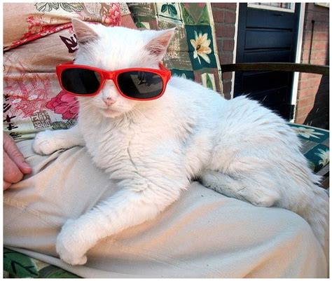 Cat Sunglasses Stylish Sunglasses Sunglasses Women Crazy Cat Lady