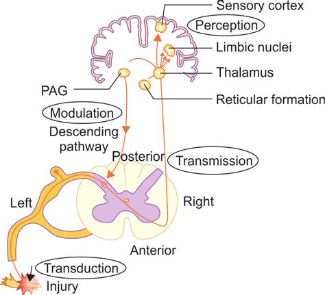 Afferent Pain Pathway Courtesy Basics Of Pain Management By Gautam