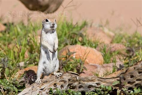 Round Tailed Ground Squirrel Stock Image Science Source Images