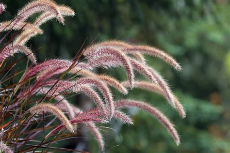 List Of 10 Ornamental Grasses With Purple Flowers