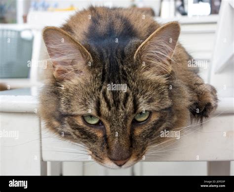 A Mackerel Tabby Munchkin Cat With Long Hair And Feathared Hi Res Stock