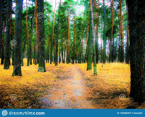 Autumn Forest Cloudy Day Stock Image Image Of Coniferous 129468497