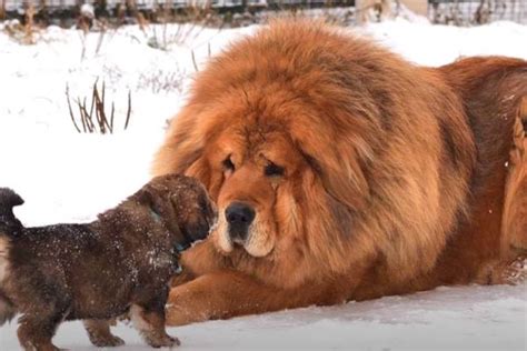 Tibetan Mastiff Price How Much And Are They Worth It Your Mastiff