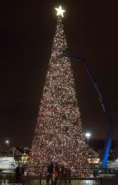 Britains Largest Christmas Tree Goes Up In Cheshire Daily Mail Online
