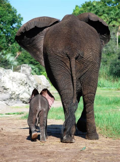 Wildlife Wednesdays Baby Elephants Jabali And Luna Are Becoming The