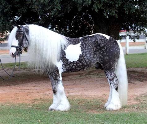 10 Horses With Unique Markings Youve Never Seen Before Pawpulous