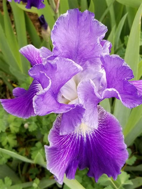 Beautiful Bearded Iris Types Of Flowers Bearded Iris Plants