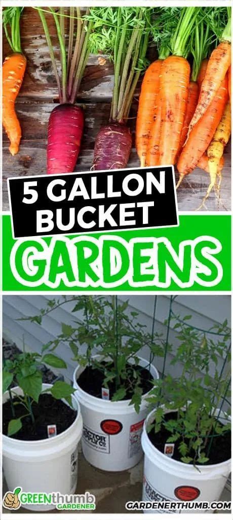 5 Gallon Bucket Garden Simple And Cheap Way To Grow Vegetables Bucket