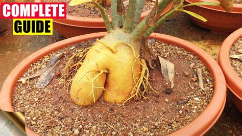 Complete Guide To Growing Adenium The Desert Rose Care Tips Tricks Seeds Caudex Youtube