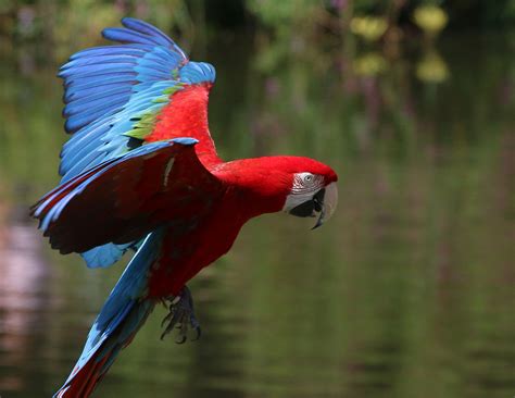 Green Wing Macaw — Full Profile History And Care