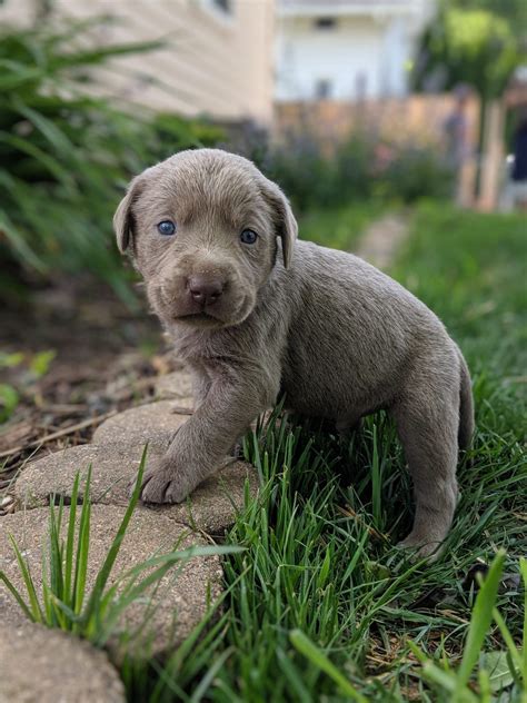 All guardian rottweiler puppies, youth and adults are fed exclusively a raw and fresh foods diet. AKC male Silver Lab puppy with green collar in Dallas Center, Iowa #labradorretriever #labrador ...