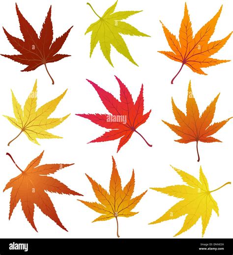 Set Of Of Autumn Maples Leaves Vector Illustration Stock Vector Image