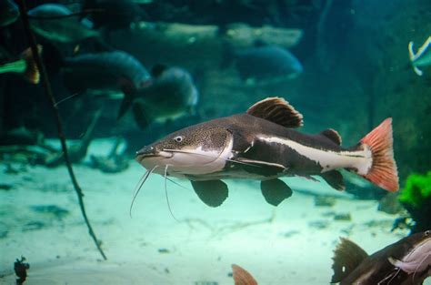 Red Tailed Catfish Swimming In Water Phractocephalus Hemioliopterus