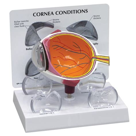 Cornea Eye Cross Section 1019535 2780 Human Eye Models Eye Models