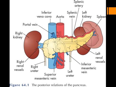 Anatomy And Physiology Of Pancreas