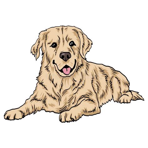 Golden Retriever Puppy Dog Laying Vector Drawing Stock Vector
