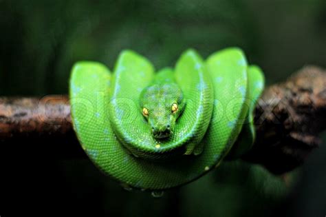 Recklessly Green Snake On Tree