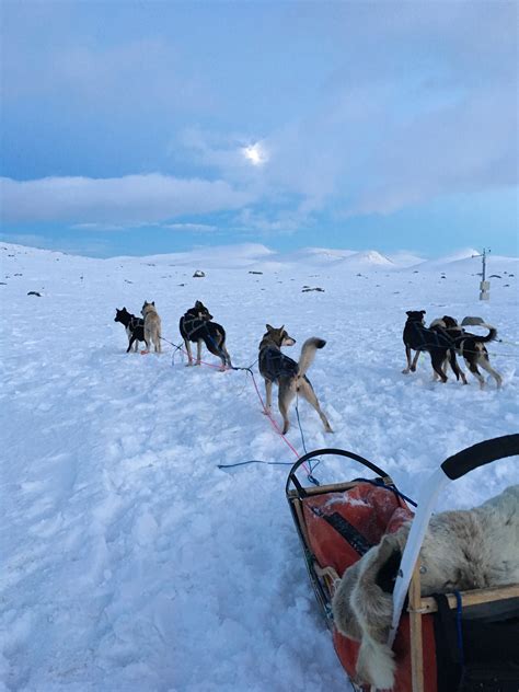 Dog Sledding In Norway Browsing The Atlas