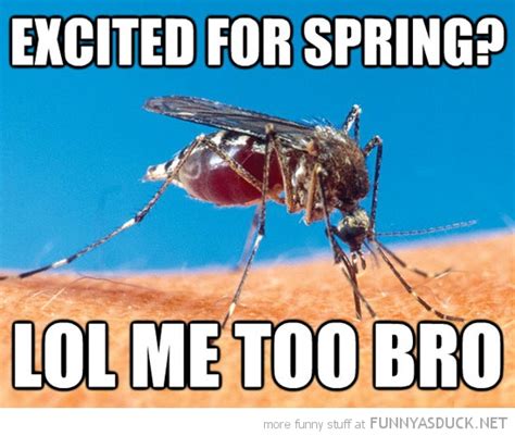 Mosquitoes Pictures Of Hilarious Quotes Quotesgram