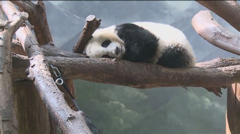 Zoo Atlanta Pandas May Be Forced To Return To China