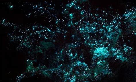 Waitomo Glowworm Caves A Make Believe World