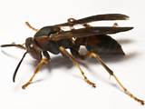 Photos of What Is A Paper Wasp