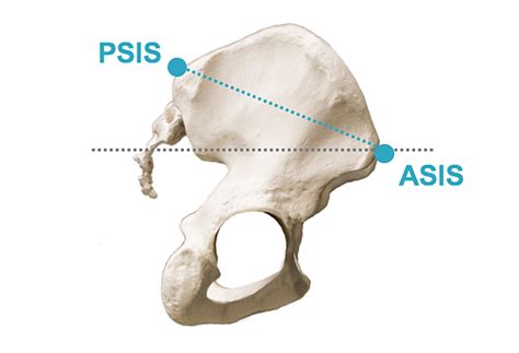 Pelvic Anatomy Asis Human Anatomy