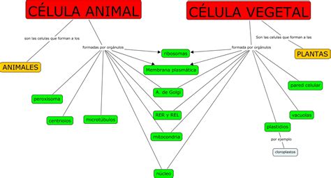 Cuadros Comparativos Sobre Célula Animal Y Vegetal Cuadro Comparativo