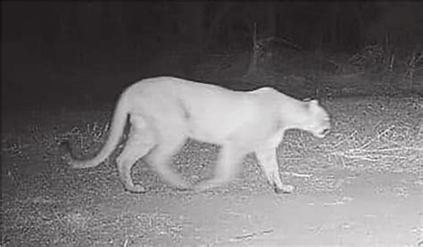 Trail Camera Captures Image Of Cougar South Of Morrowville Backroads News Washington County News