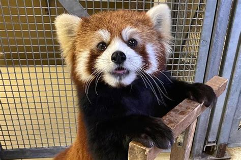 Membership is voluntary and independent of any institutions or political parties. The Toronto Zoo just welcomed two new baby red pandas ...
